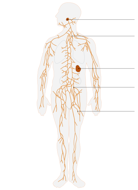 File:Lymphatic system.svg