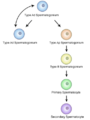 Diagram of spermatocytogenesis