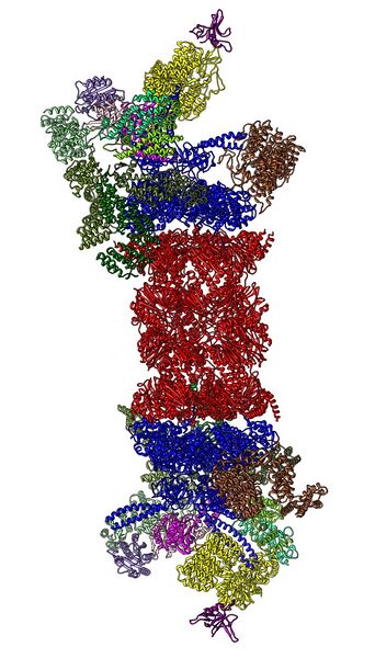 File:26S proteasome structure.jpg