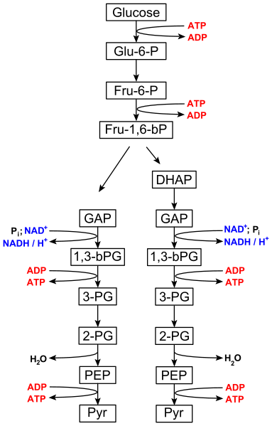 File:Glycolysis overview.svg