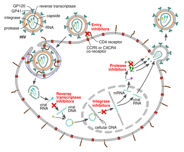 File:HIV-drug-classes.svg