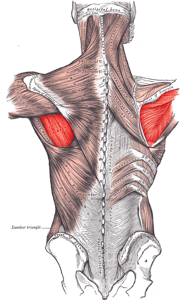File:Infraspinatus.PNG
