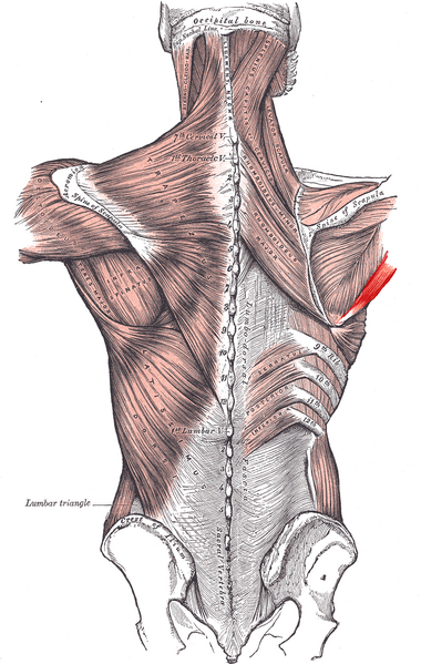 File:Teres major.PNG