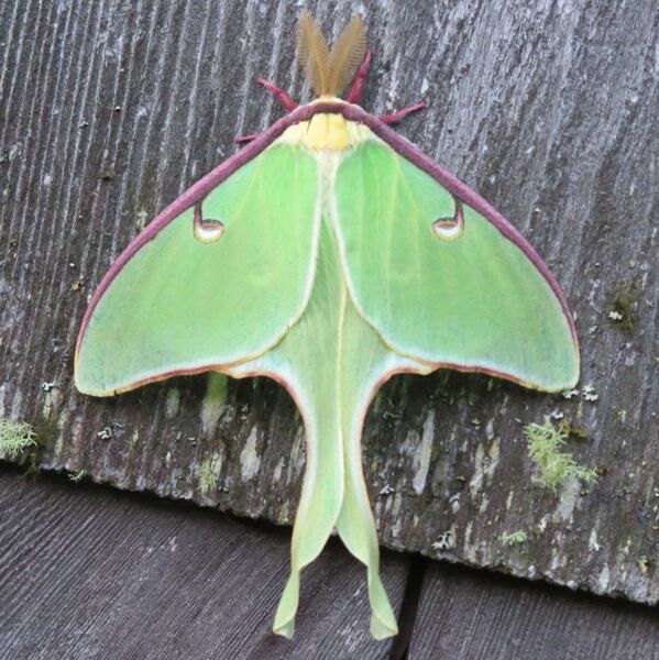 File:Actias luna-male.jpg