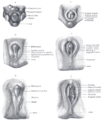 Perineum
