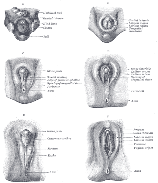 File:Gray1119.png