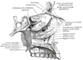 Palatine bone