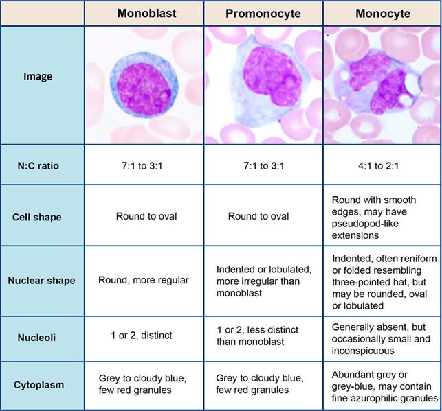File:Monoblast, promonocyte and monocyte.jpg
