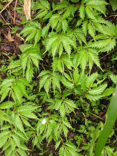 File:Elatostema umbellatum 2006.04.19 06.17.14-p4190208.jpg