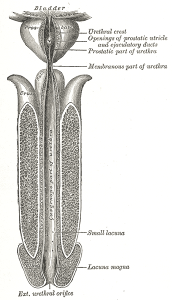 File:Gray1142.png