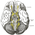 Middle cerebral veins