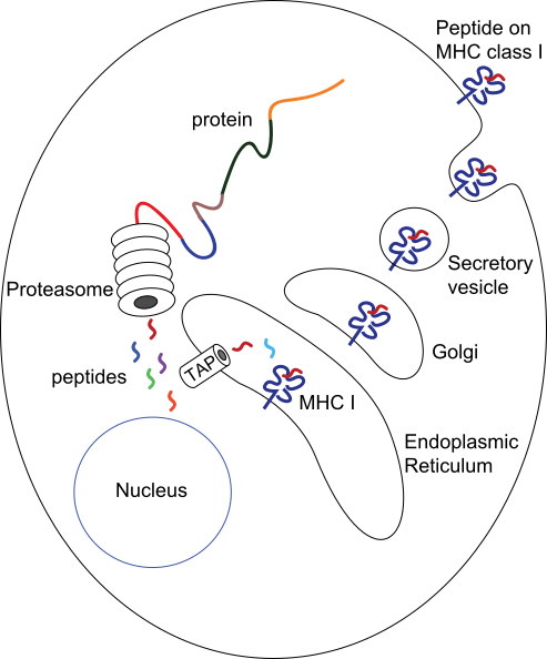 File:MHC Class I processing.svg