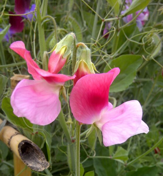 File:Sweet Pea-7.jpg