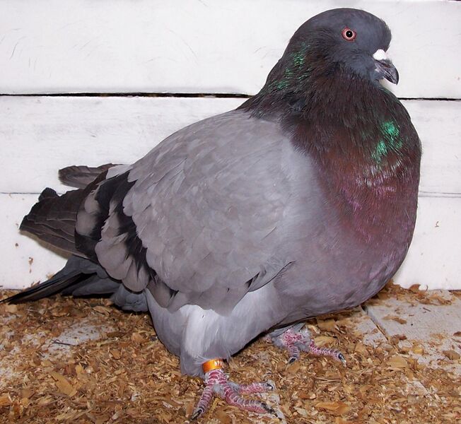 File:American Giant Runt.jpg