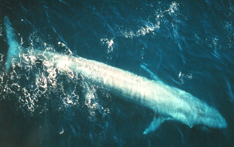 File:Bluewhale877.jpg