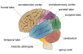 Cerebrum lobes