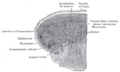 Hyoglossus