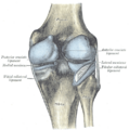 Sagittal section of the knee joint