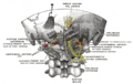 Gray's Anatomy illustration of the greater occipital nerve