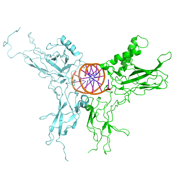 File:3do7 NFkB relB DNA.png