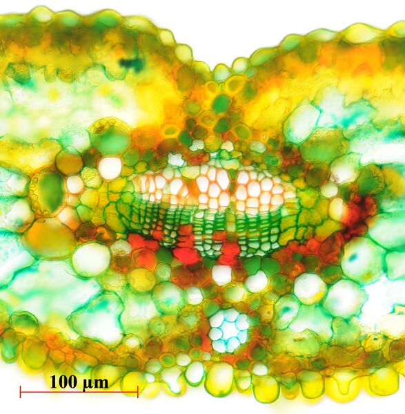 File:Metasequoia glyptostroboides leaf vascular bundle.jpg