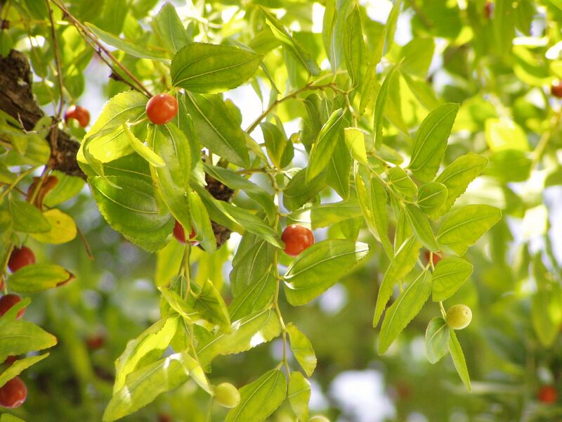 File:Ziziphus zizyphus foliage.jpg