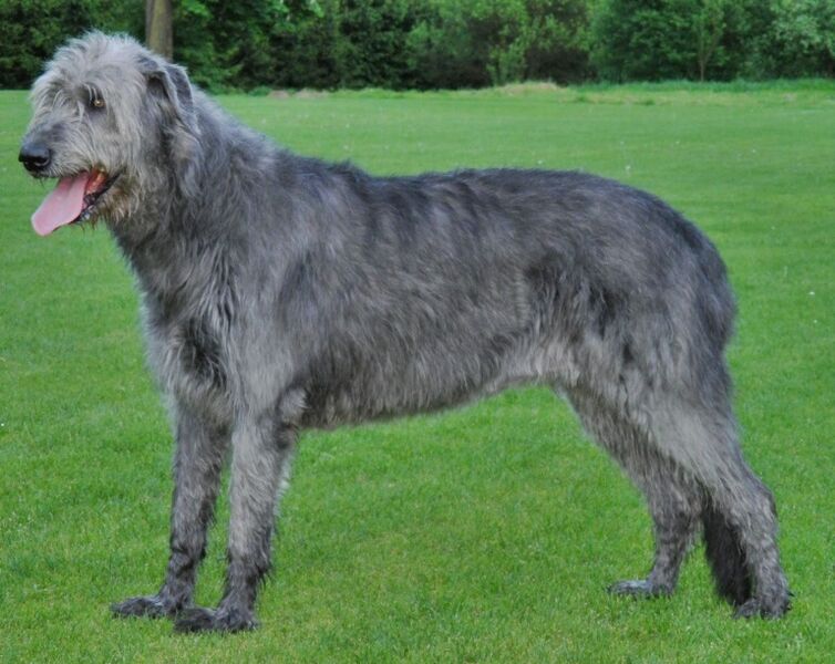 File:(2) Irish Wolfhound 4.jpg
