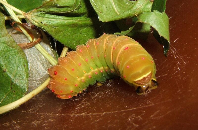 File:Actias luna spinning sjh.JPG