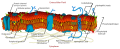 Cell (biology)