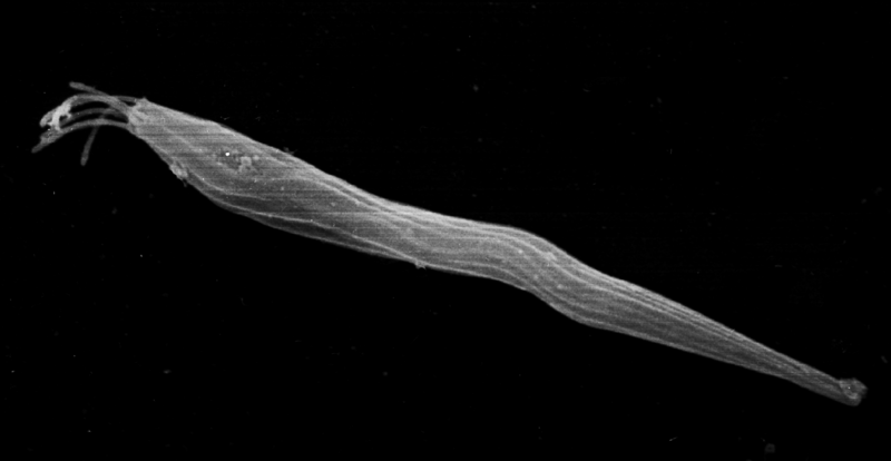 File:Fusitriton oregonensis parasperm.png