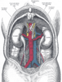 Gray's Anatomy Plate 1120