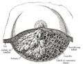 Exocrine gland