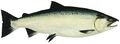 Ocean phase Coho