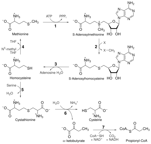 File:Met pathway.svg