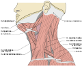 Musculi coli base
