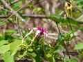 Strophanthus sarmentosus 0002
