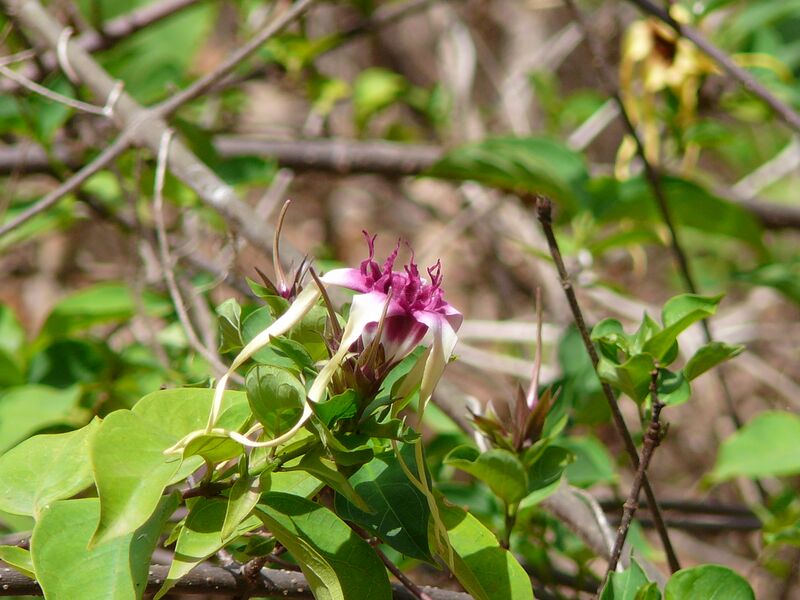 File:Strophanthus sarmentosus 0002.jpg