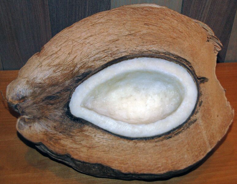 File:Cocos nucifera (coconut) 5 (38507429165).jpg