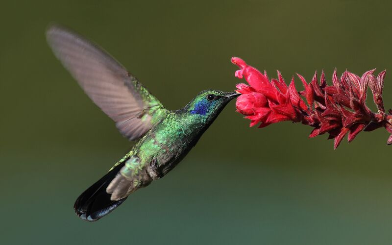 File:Colibri-thalassinus-001-edit.jpg
