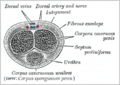 Dorsal artery of the penis