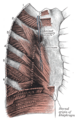 Sternohyoid muscle