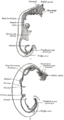 Thumbnail for version as of 17:27, 18 May 2026