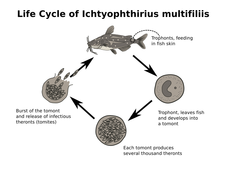 File:Life cycle of Ichthyophthirius multifiliis.svg