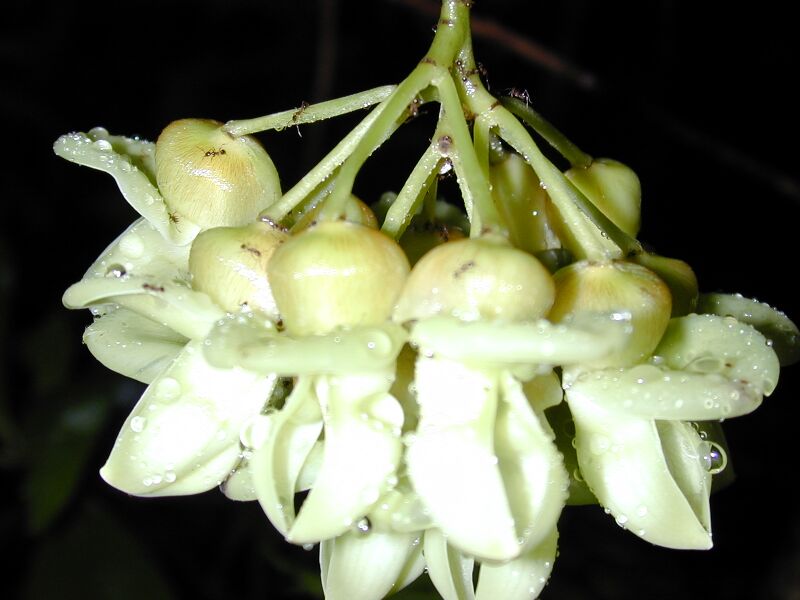 File:Starr 021203-0008 Mucuna gigantea.jpg