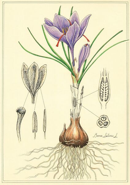 File:A3c85202570a-CROCUS SATIVUS L.jpg