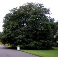 Thumbnail for version as of 19:17, 4 June 2026