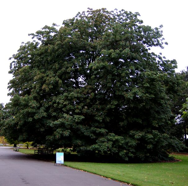 File:Aesculus indica tree.jpg
