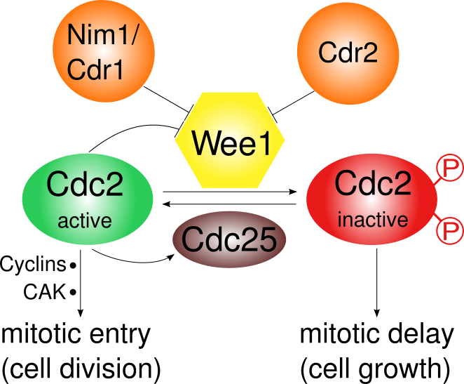 File:Cellcycleprotein Wee1.svg