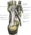 Ligaments of the foot, including tarsometatarsal ligaments
