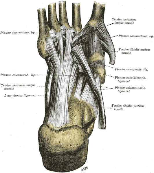 File:Gray358.png